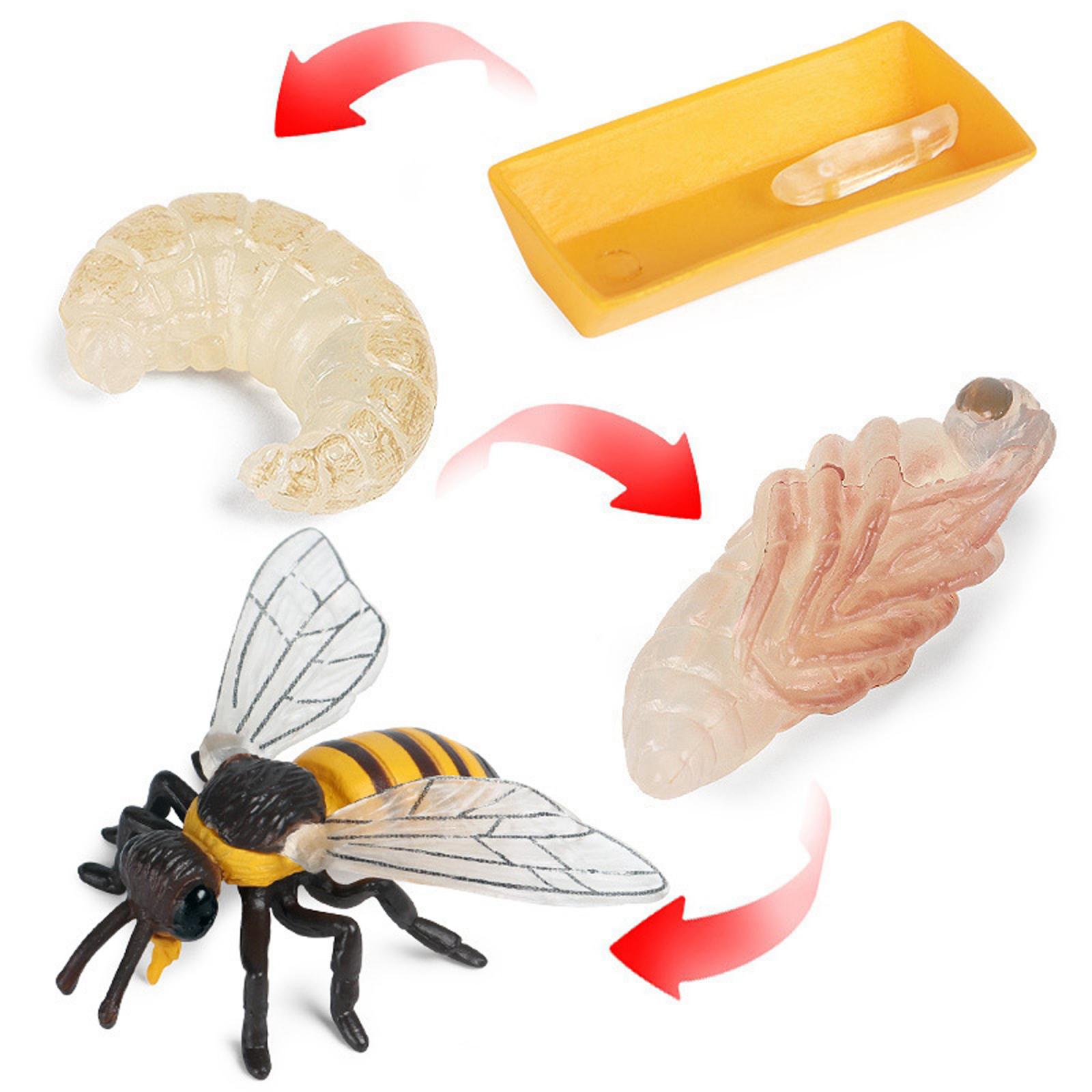 Nature Insect Bee Lore Life Cycle - 4 Pcs Insect Figure Shows Life of Bee - Kids Learning Play Toys