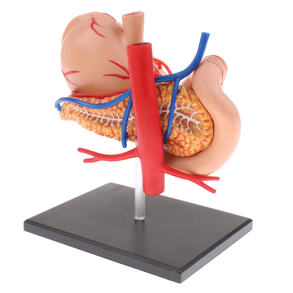 Modelo anatômico do estômago humano 70x, modelo