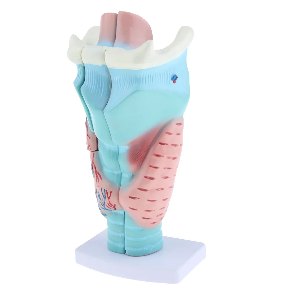 1 peça ampliada laringe humana modelo anatômico