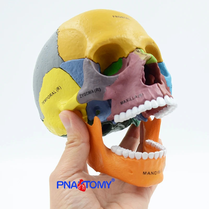 Modelo de crânio colorido explodido humano, Modelo