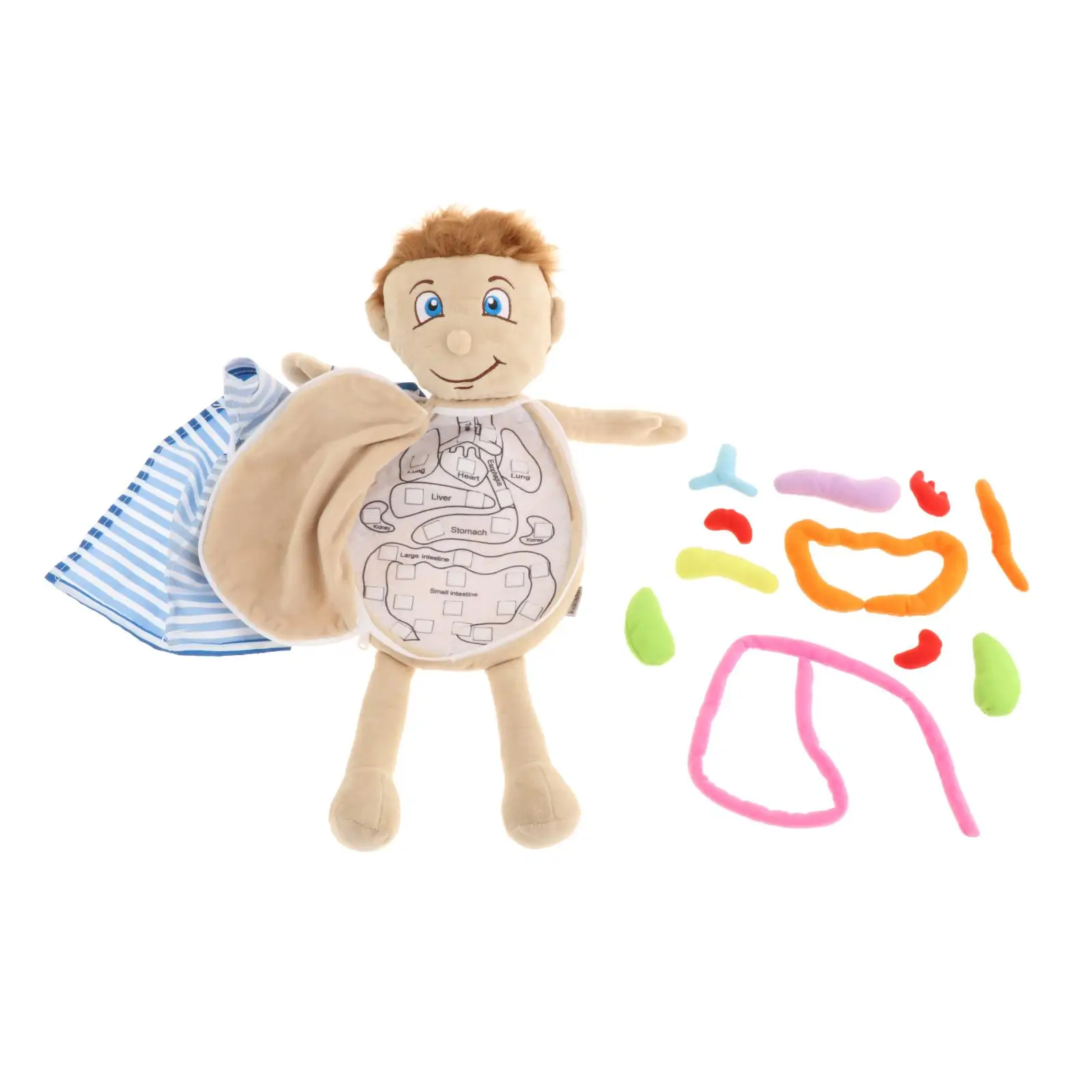 Human Body Anatomy Model 3D Puzzle Teaching Tool Removable Soft Doll Early Education Toys for Kids School Preschool