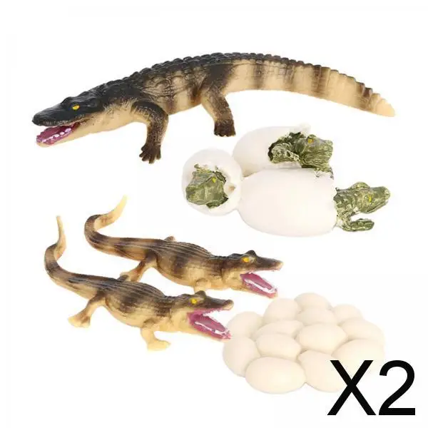 2xLife Cycle of Crocodile Nature Insects Growth Model Animal Natural Kids Toy