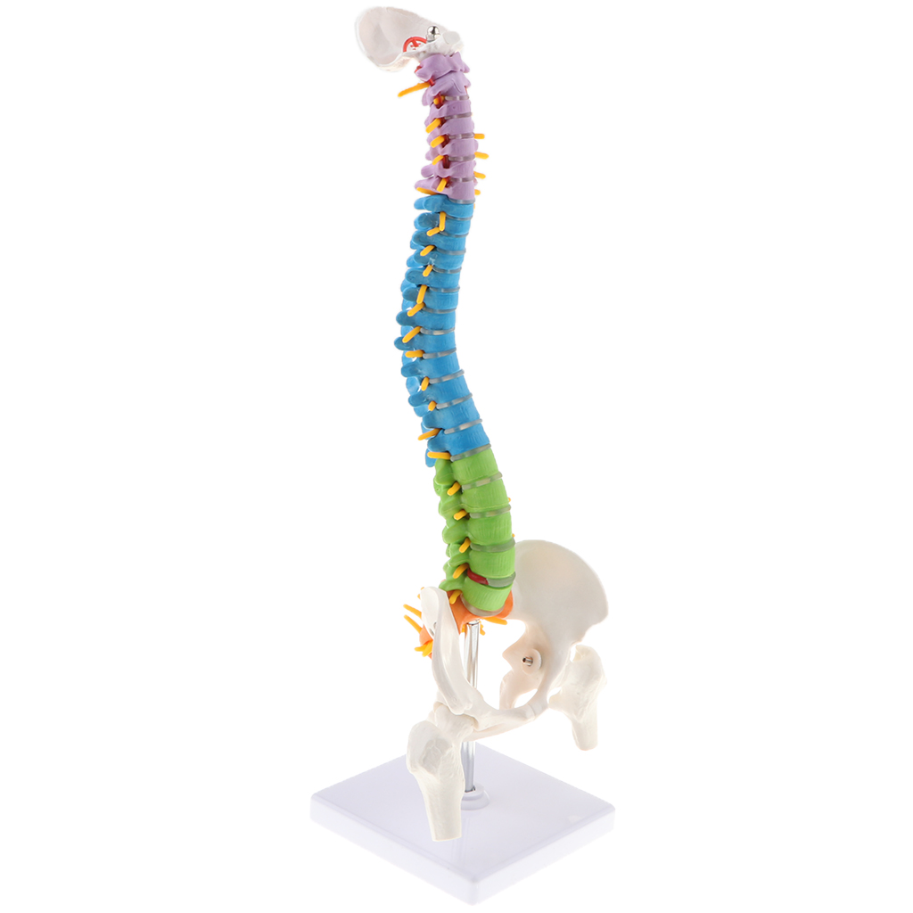 Life Size Vertebral Column Anatomical Model Femurs Pelvis Science Education