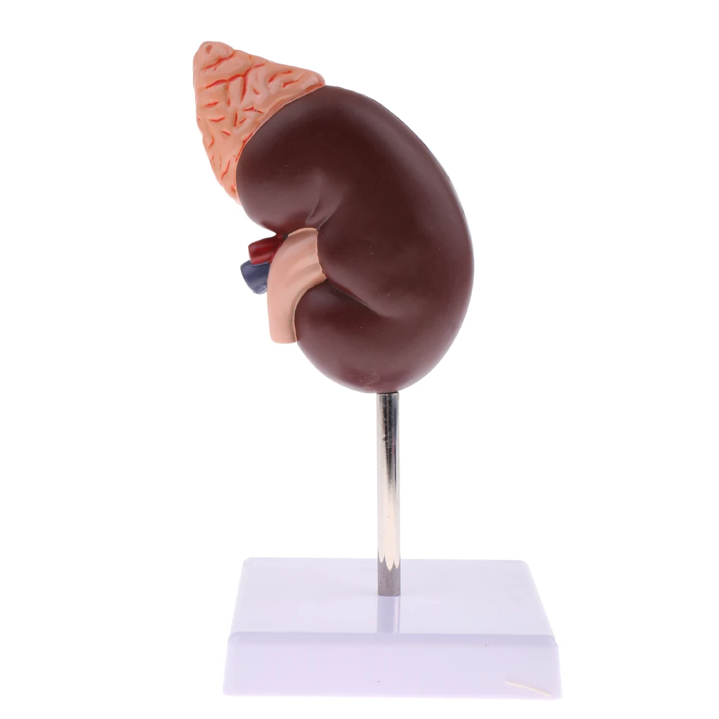 1: 1 Human Detachable 2 Part Kidney with Anatomical Adrenal Glands