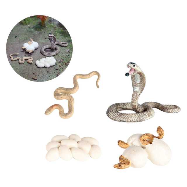  Growth Life Cycle Early Education Learning Imagination Toys Role Play