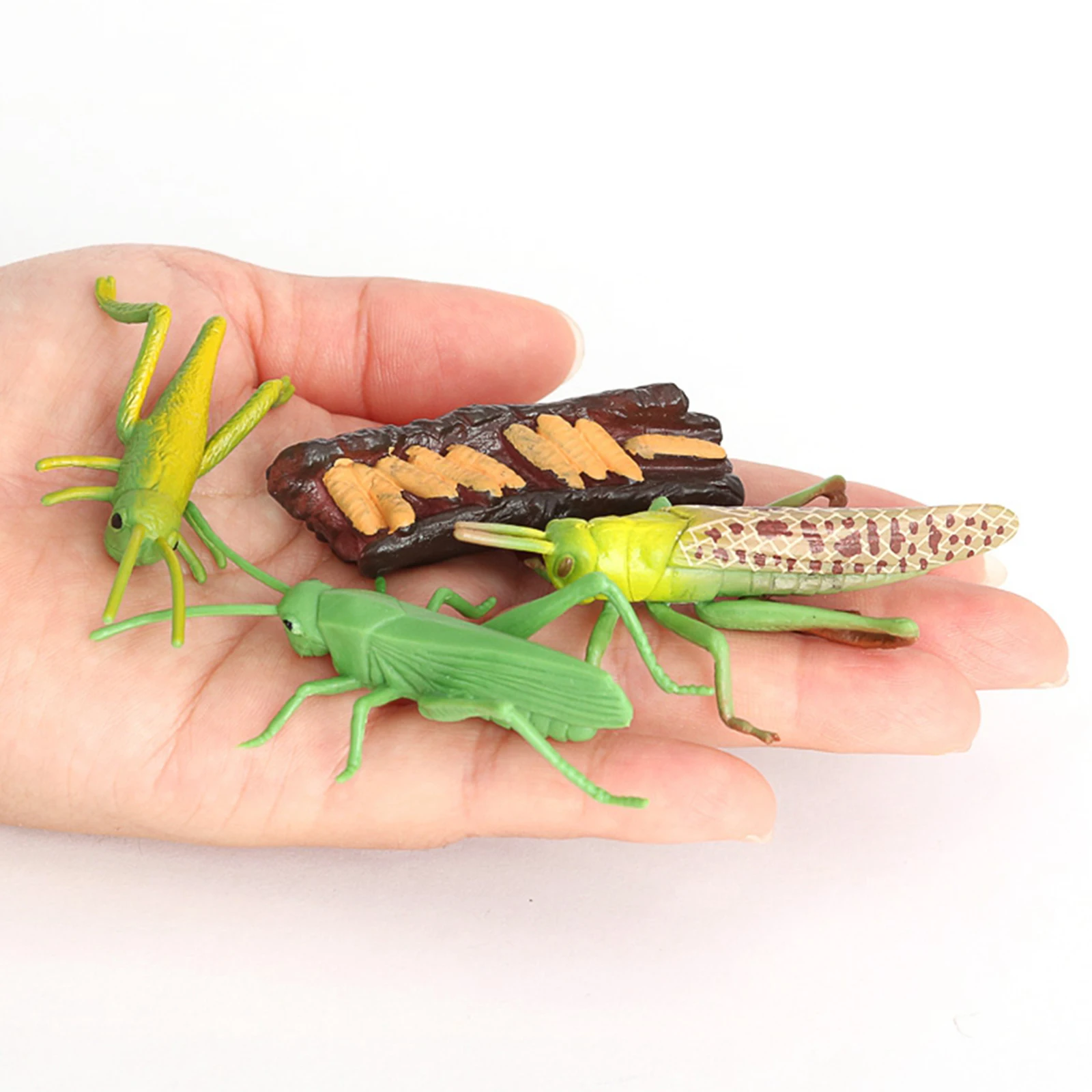 Plastic Simulation Nature Grasshopper Growth Figure Playset Education Imagination Biology Toys Teaching Aids Themed Party