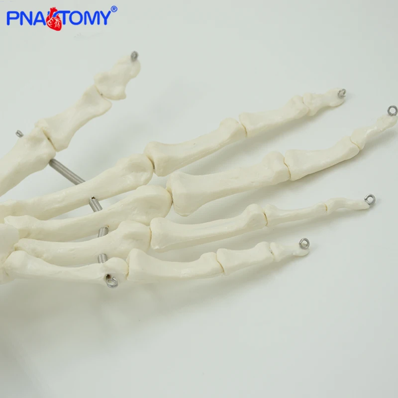modelo mão comum anatômica modelo dedo osso