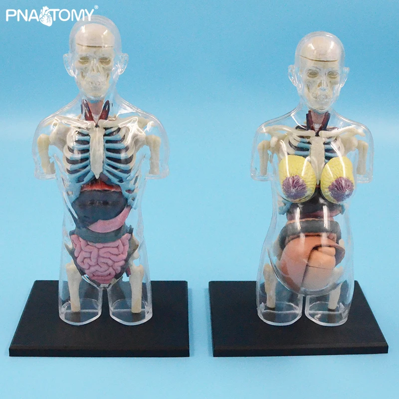 4d mestre transparente modelo anatômico humano brinquedos