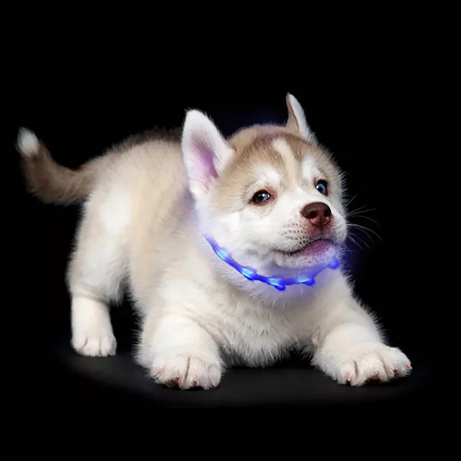 Led Luminous Collar Usb Charging Dog Color 12 Led Dog Collar Lights Night Dogs Collars Glowing Night Safety Dog Accessories