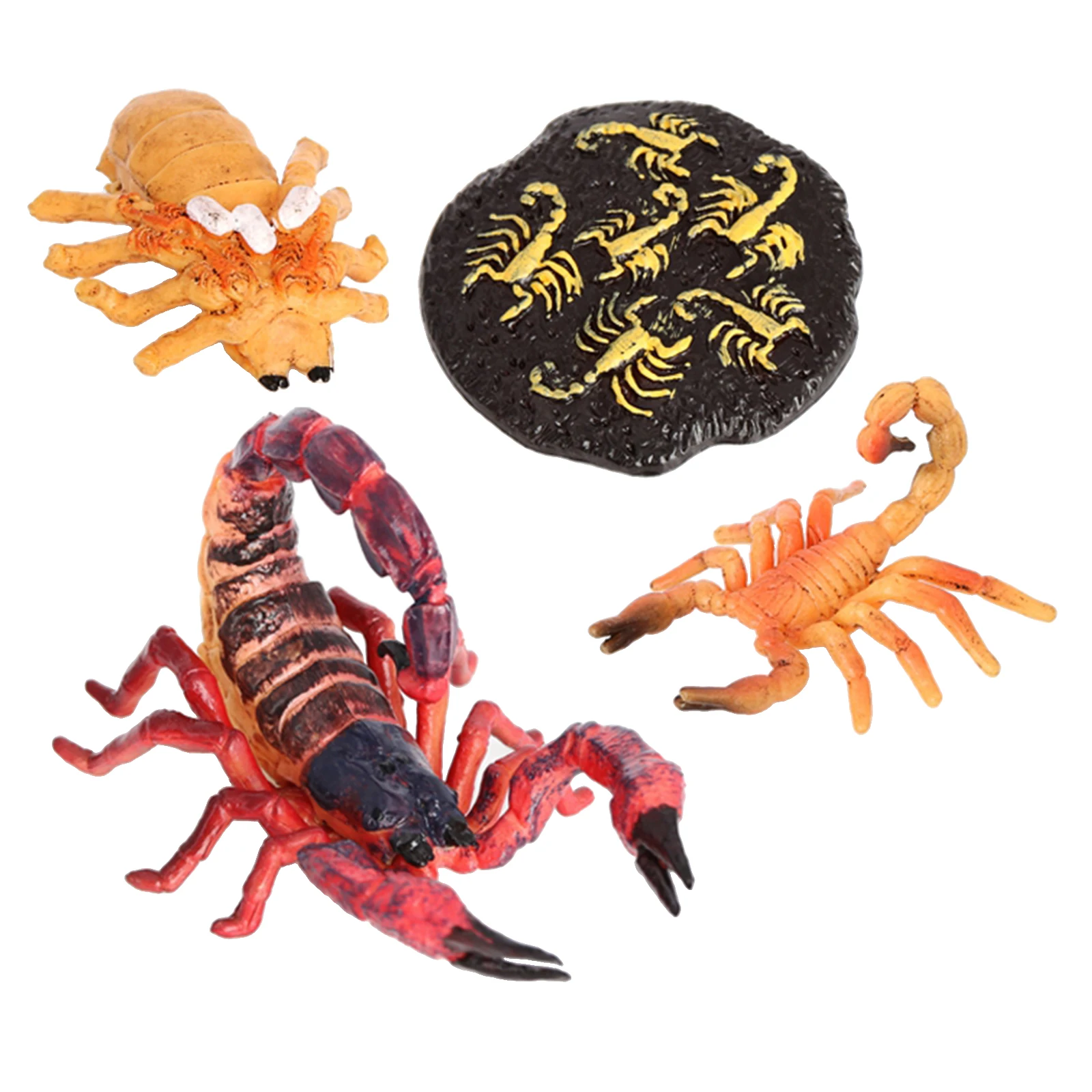 4 Stages Life Cycle of Red Scorpion Nature Insects Life Cycles Growth Model Game Prop Insect Animal Natural Toy