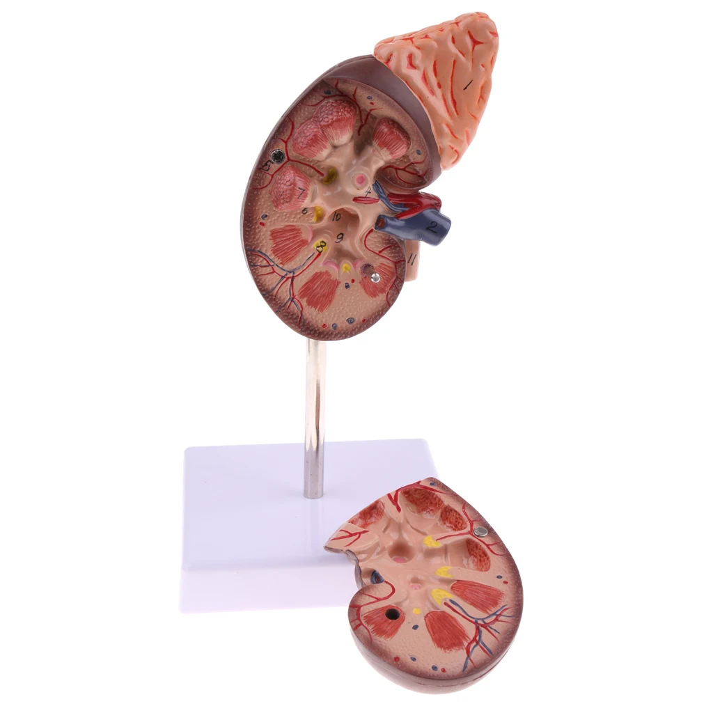 modelo anatômico da glândula abdominal partes do rim com modelo anatômico da glândula abdominal para laboratório kits de ferramentas de laboratório