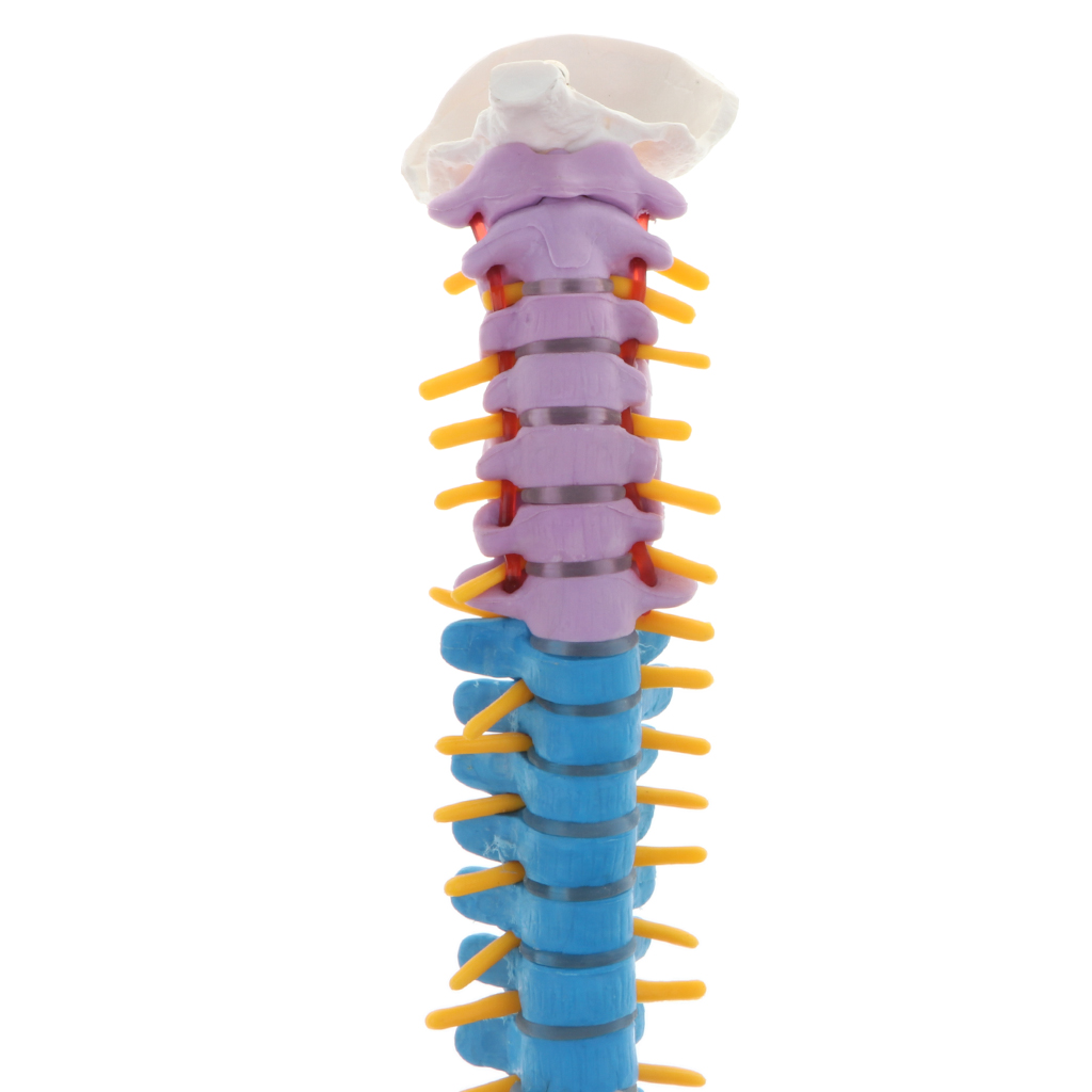 Life Size Vertebral Column Anatomical Model Femurs Pelvis Science Education