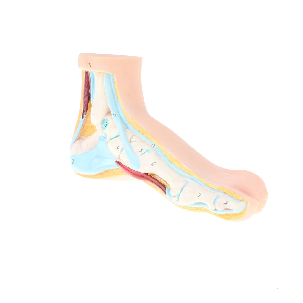 1:1 Lifesize Human Normal/ Flat Foot Model Anatomique Pied with Ligaments Bones Muscles Medical Anatomical Study Kit