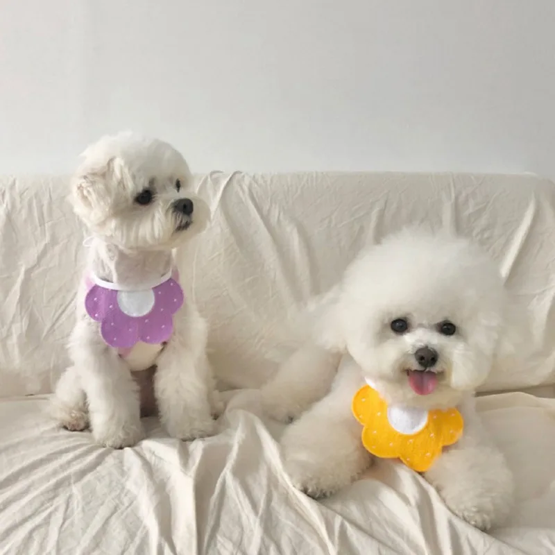 Dos pequeños perros blancos sentados sobre una superficie blanca, que parece ser un sofá o una cama. Llevan pañuelos de colores alrededor del cuello, uno morado y otro amarillo.