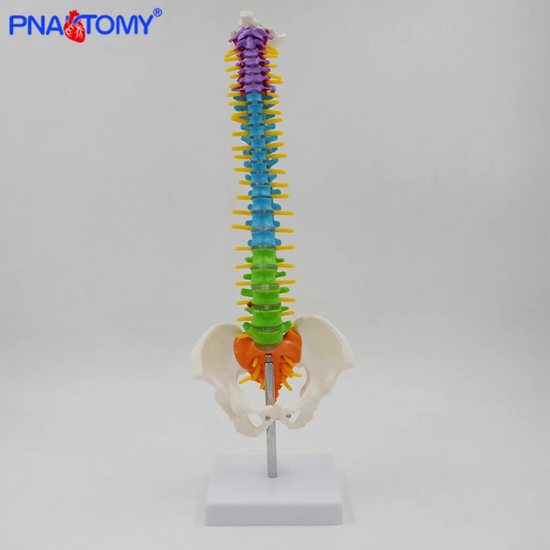 sistema anatômico modelo pnatomy