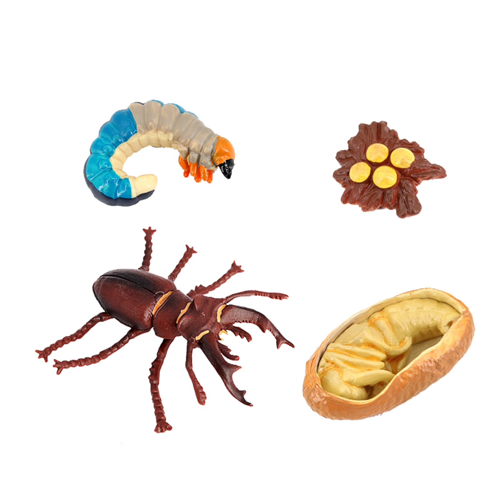 Life Cycle of A Insect - Includes Egg, Larva, , And Insect Educational