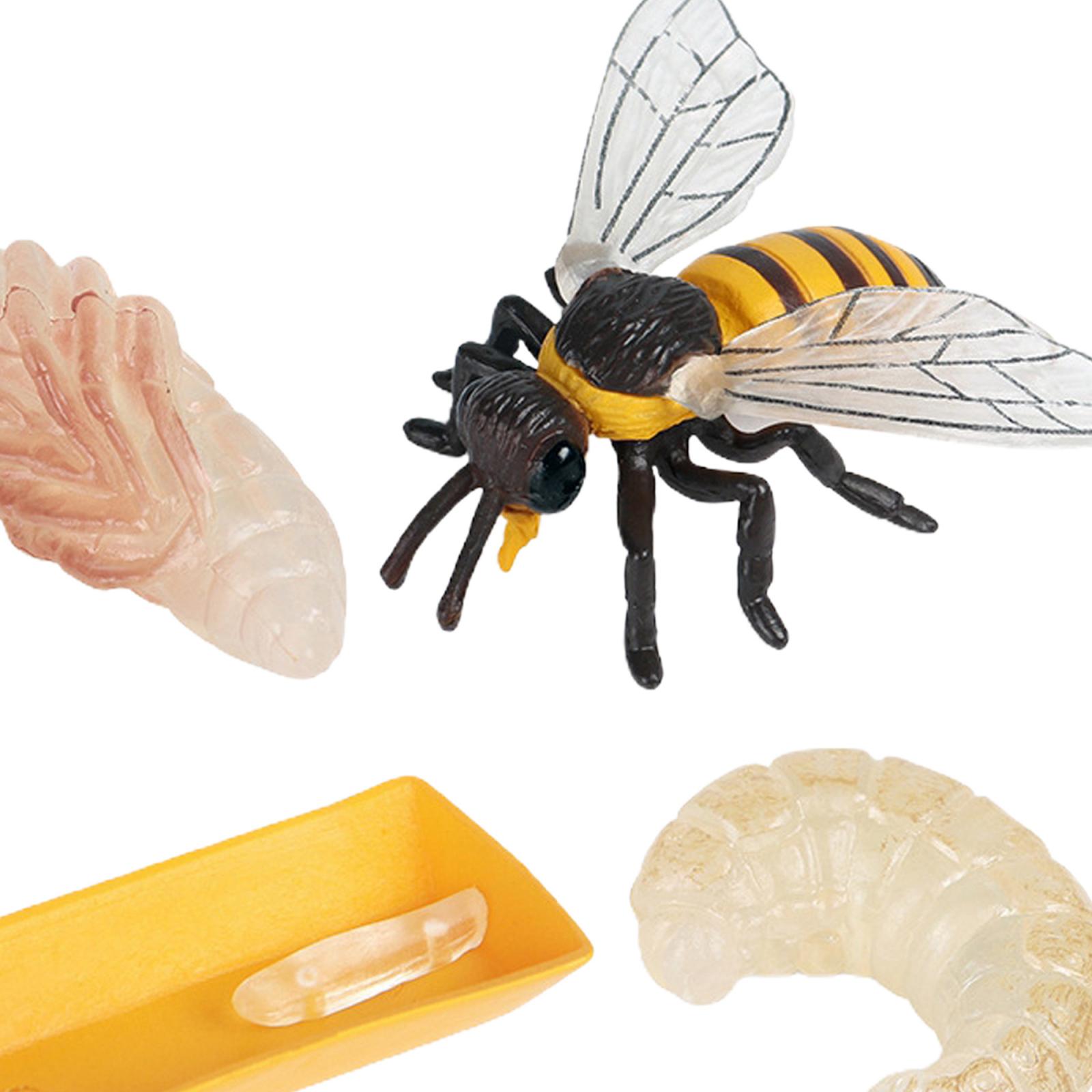 Insect Bee Life Cycle Animal Bug Growth Cycle Teaching Plastic Solid Toy