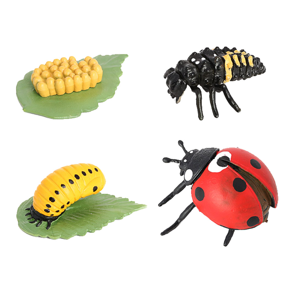 Life Cycle of A Insect - Includes Egg, Larva, , And Insect Educational