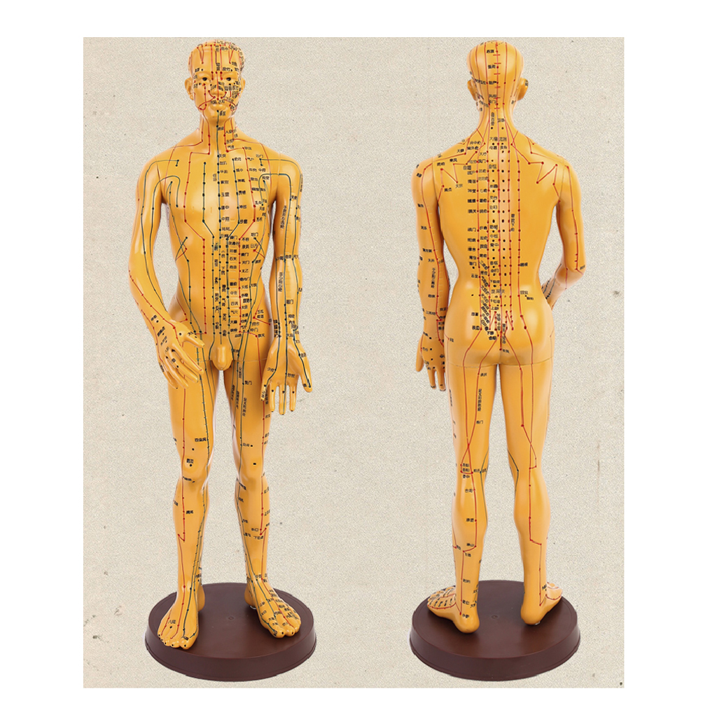 Model Of Human Man Marked With Acupuncture Points Meridian Display