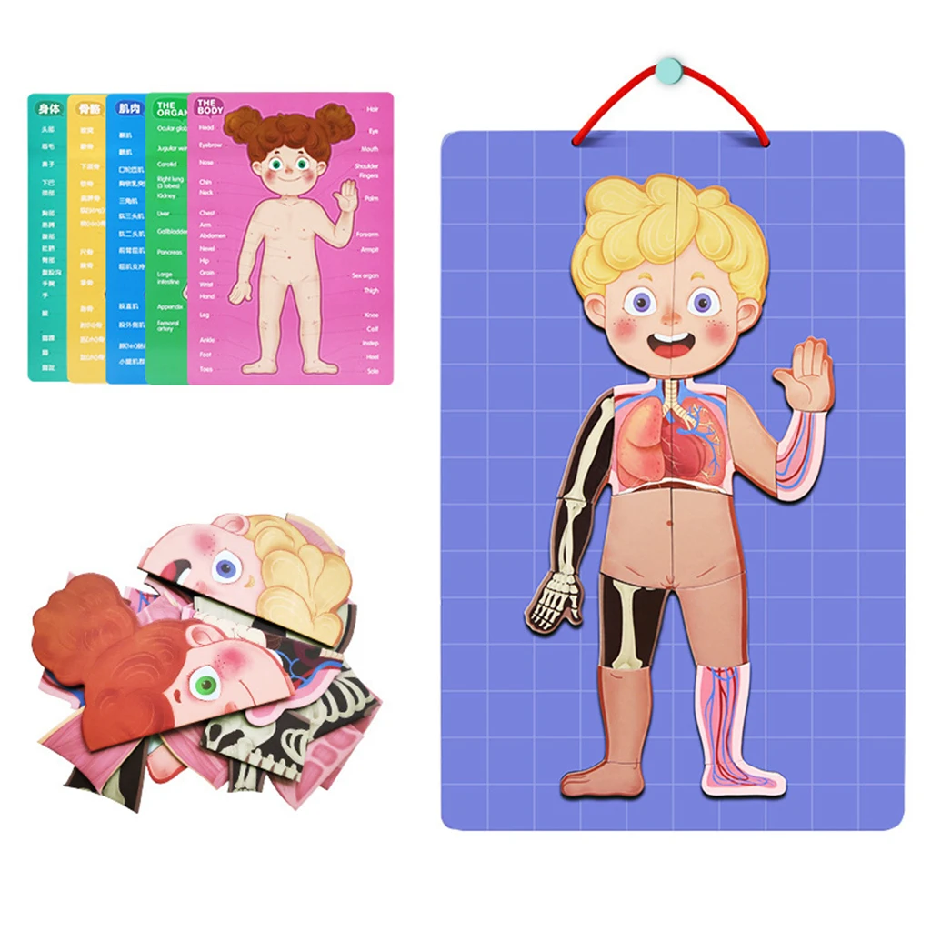 My Body Puzzle - Educational Anatomy Toy to Learn Body Parts, Organs, Muscles and Bones Perfect Kids Body Puzzle Gift