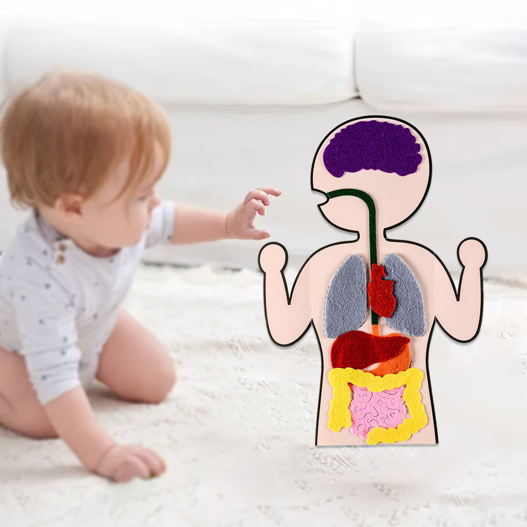 DIY Human Organ Cognition Enlightenment Teaching Aid Preschool Science Early Learning for Christmas Present Gifts Baby Toddlers