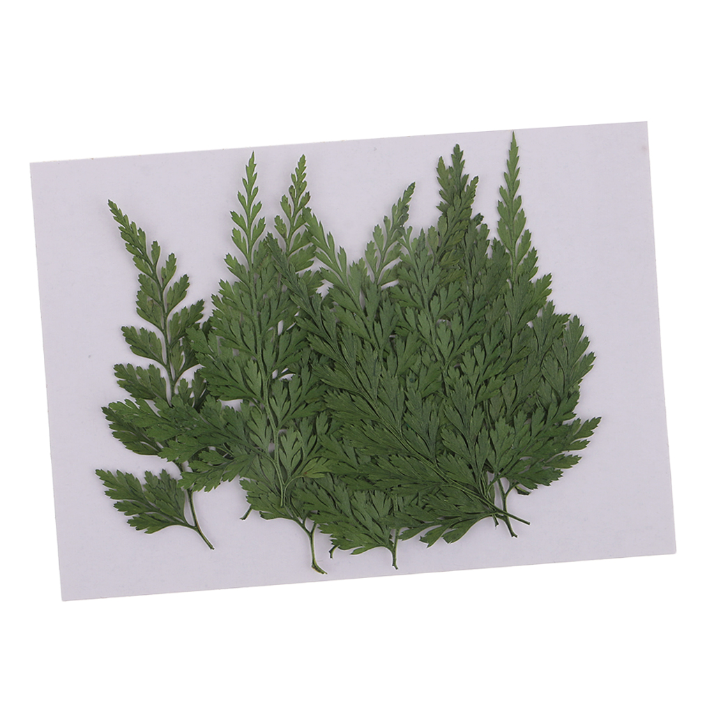 12 Pack Pressed Leaves Natural Dried Flowers for Scrapbooking Card making DIY Art Craft - 5 - 6cm / 1.97 - 2.36