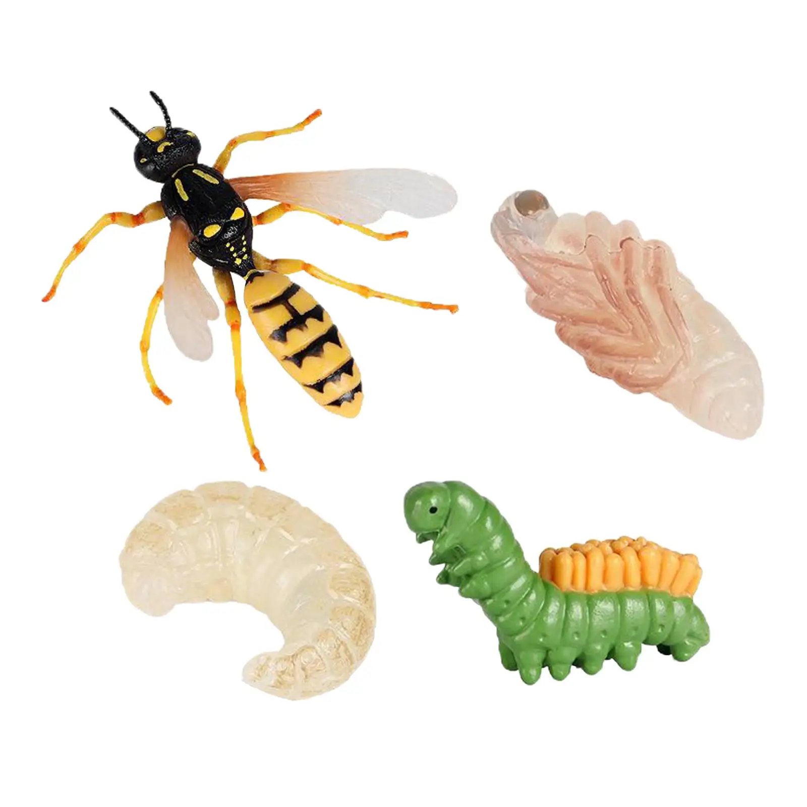 Meticulously Designed Wasp Lifecycle Figures Educational Accessory to Our