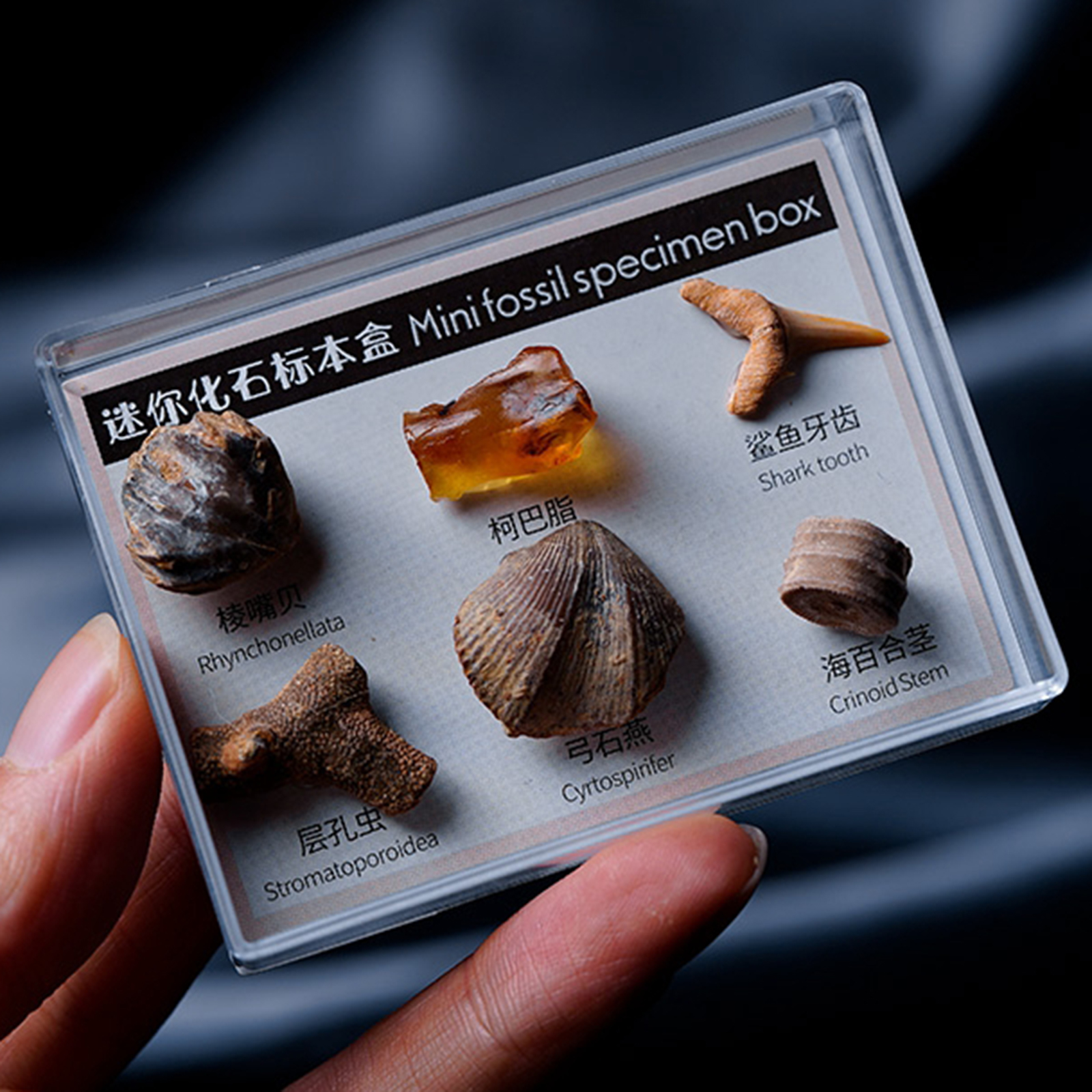 6x Natural Mineral Rocks Science Stones Collection Supplies Gift for Kids
