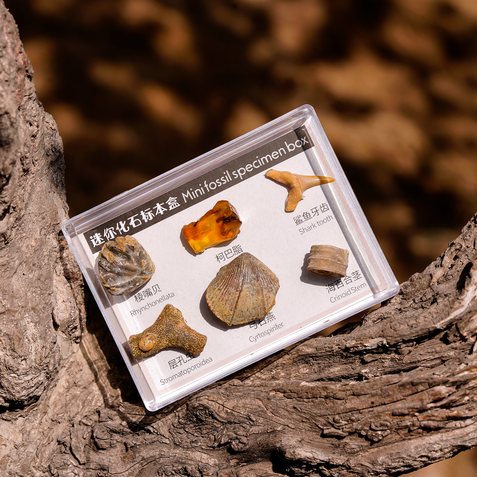 6x Natural Mineral Rocks Science Stones Collection Supplies Gift for Kids