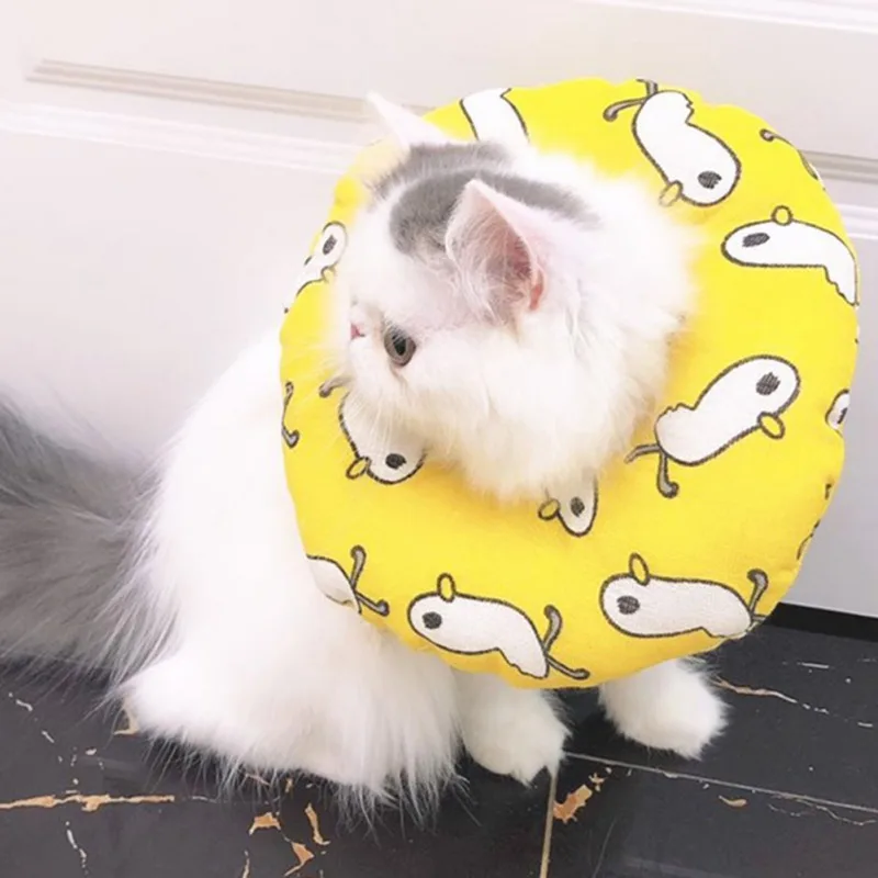 Un gato que lleva un collar amarillo con un estampado de peces de dibujos animados. El gato parece ser de raza blanca y gris, posiblemente un persa o un gato similar de pelo largo, y mira directamente a la cámara con una expresión algo sorprendida o curiosa.