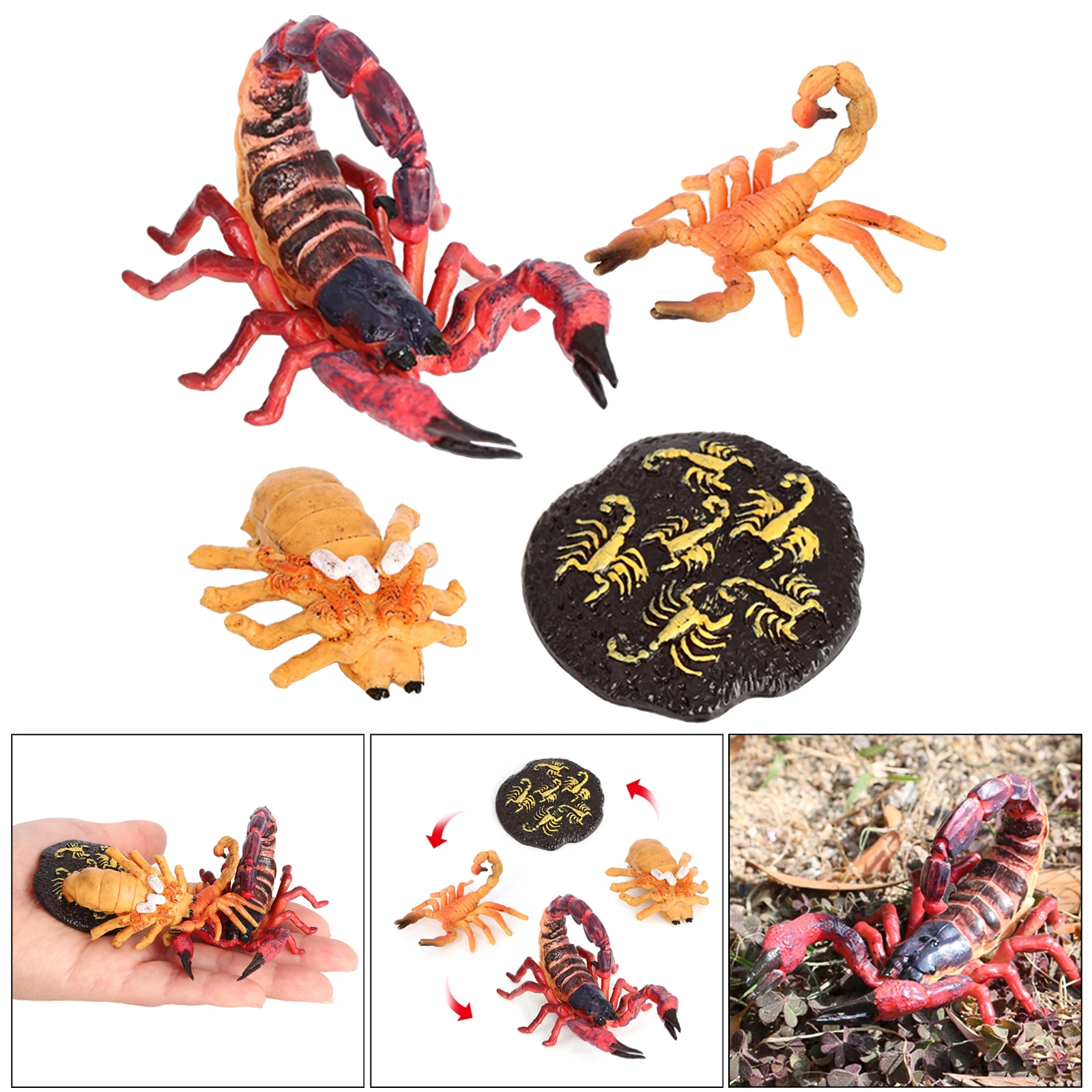 4 Stages Life Cycle of Red Scorpion Nature Insects Life Cycles Growth Model Game Prop Insect Animal Natural Toy