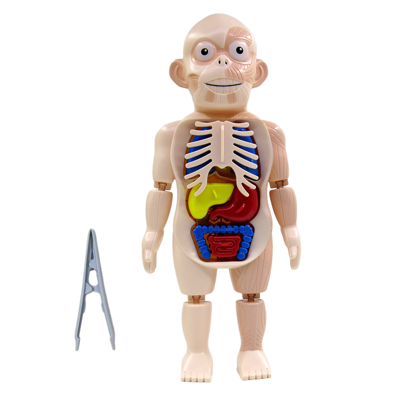 Human Body Torso w/ Organs Anatomy DIY Assembled Toys Laboratory Classroom