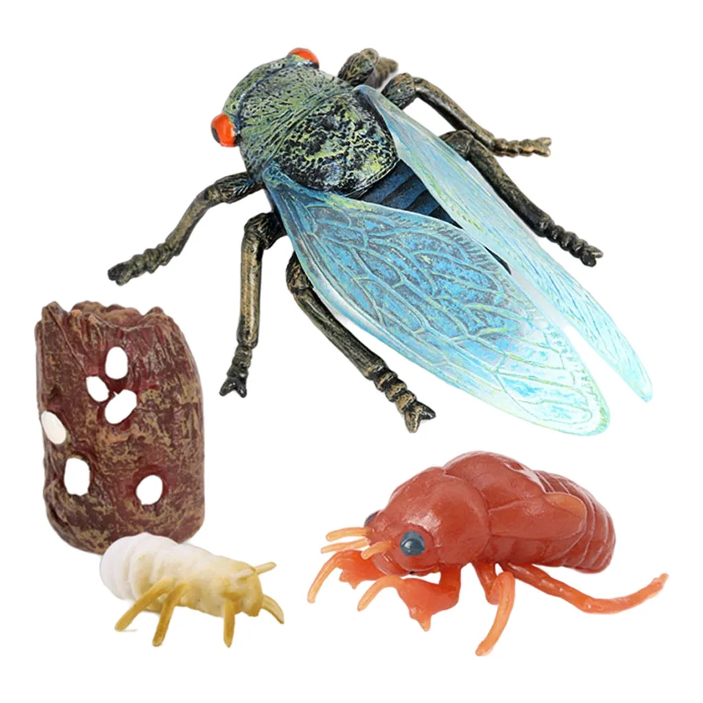 Details about   4 Piece Life Cycle Figures Insects Plastic Cicada Toy Figure Authentic Hand 