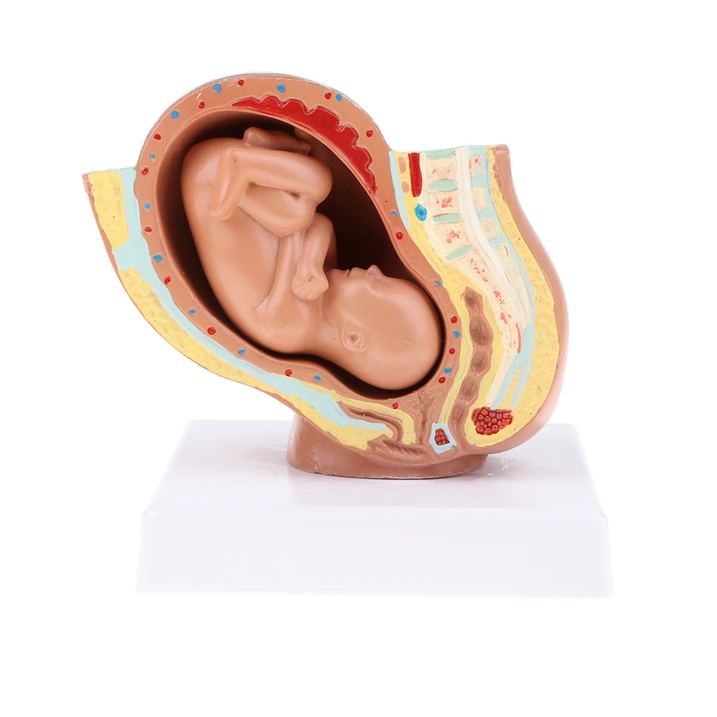 Human Pregnancy Pelvis Fetus Model, 9th Month, Pelvis Teaching Human Anatomical Model
