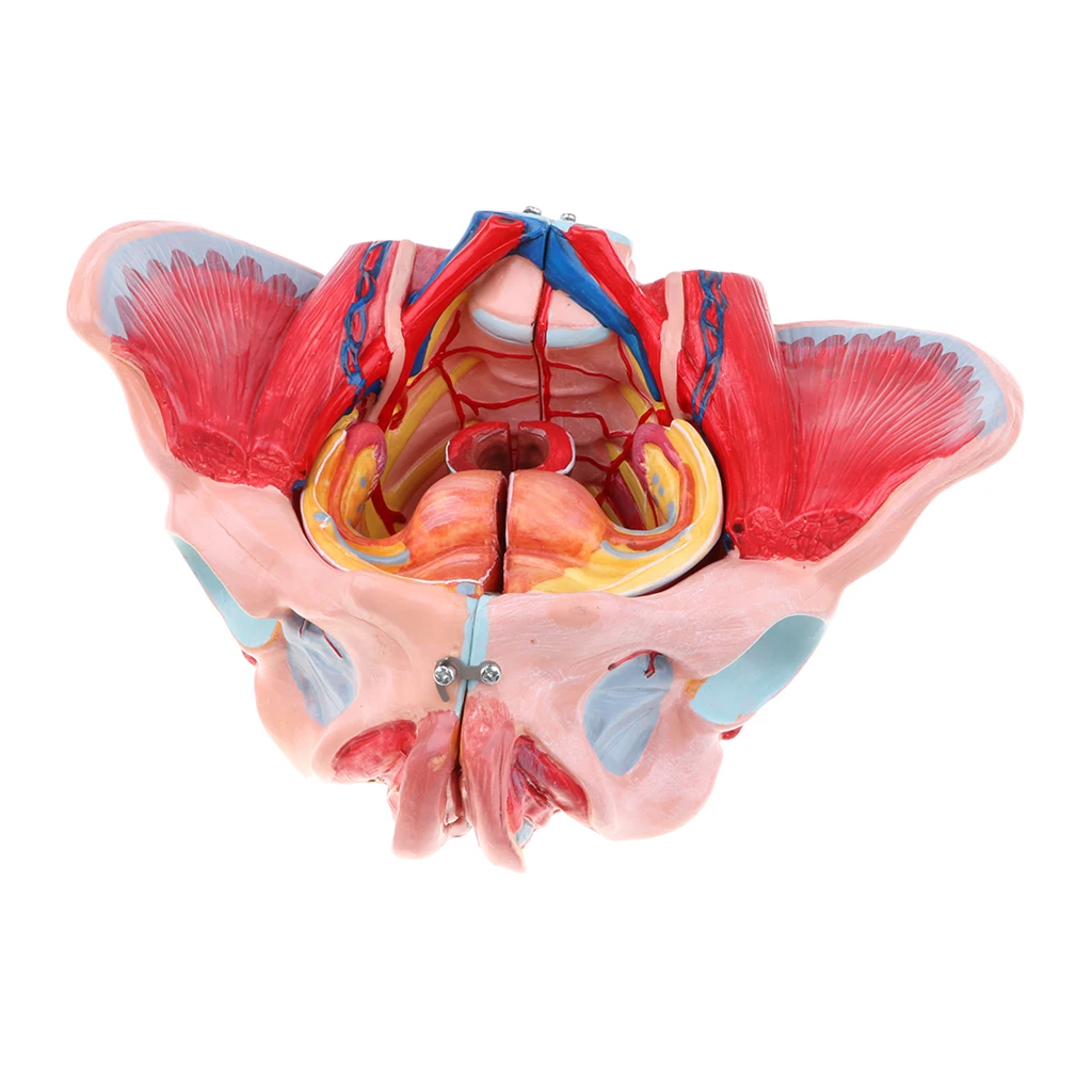 1: 1 Female Pelvis Anatomical Model W / Vessels Muscles Nerves Organ
