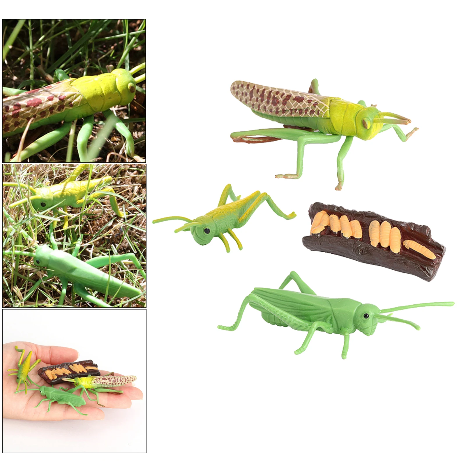 Nature Grasshopper Growth Life Cycle Playset Pre-school Education Learning