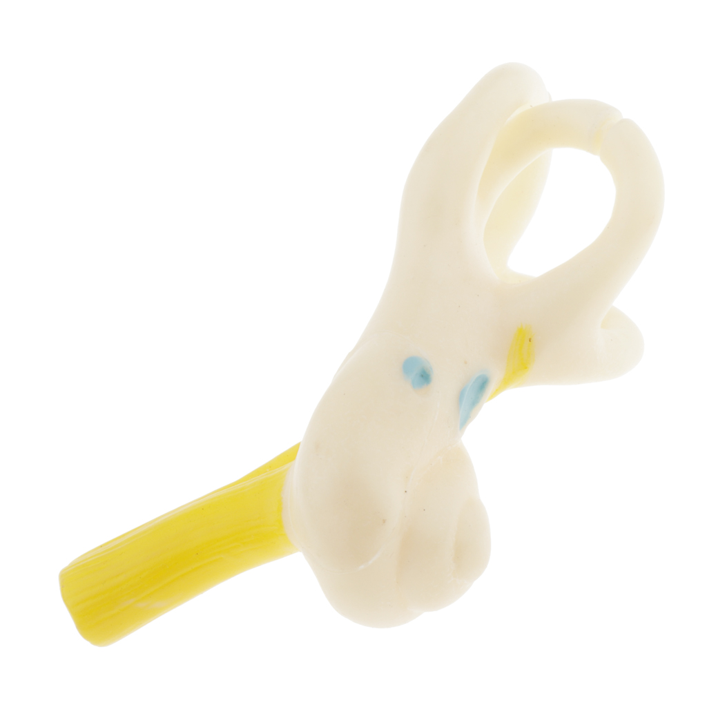 Magnification 5x Human Ear Semicircular Canal Anatomical Model Lab Ornament