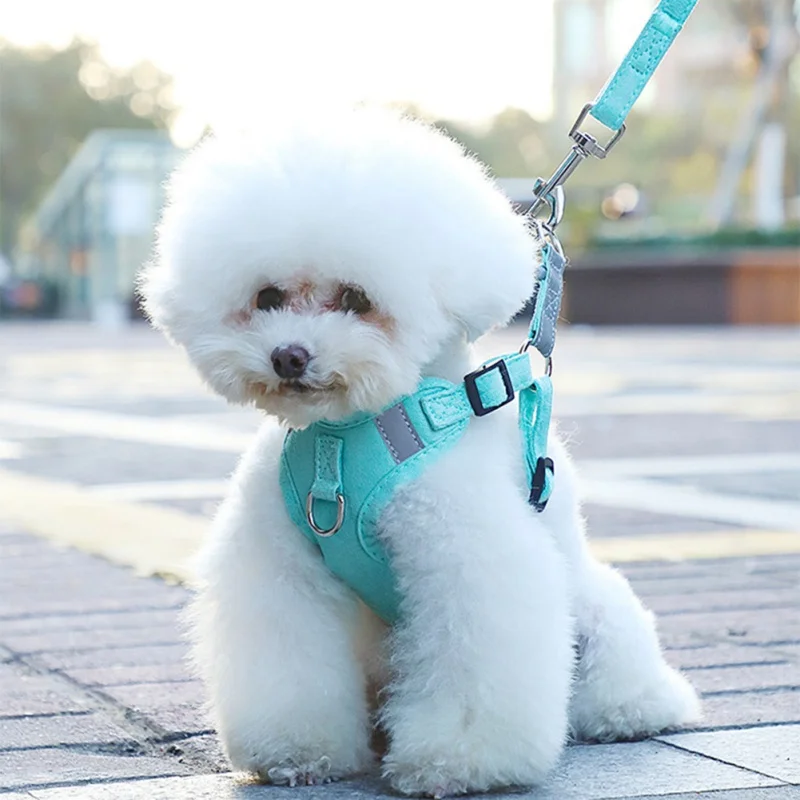 Un perro pequeño con un pelaje blanco esponjoso. El perro parece ser una raza con un corte de pelo parecido al de un caniche, que a menudo se hace para mantener el pelaje corto y rizado.