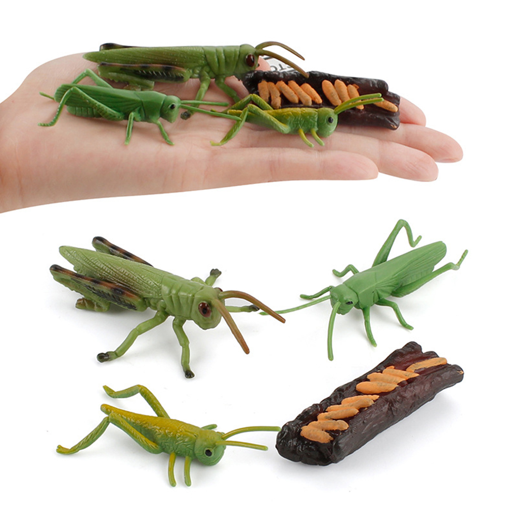 Simulation Grasshopper / Snail Growth Kids Pre-school Biology Toys Role Play