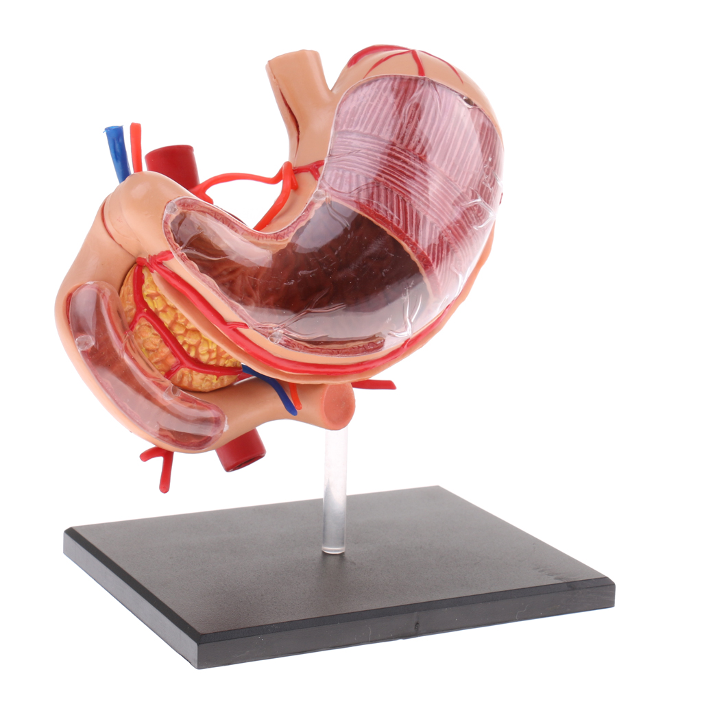 70X Enlarged Human Stomach Model Anatomical Human Stomach & Pancreas Model Anatomy Model School Teaching Supplies