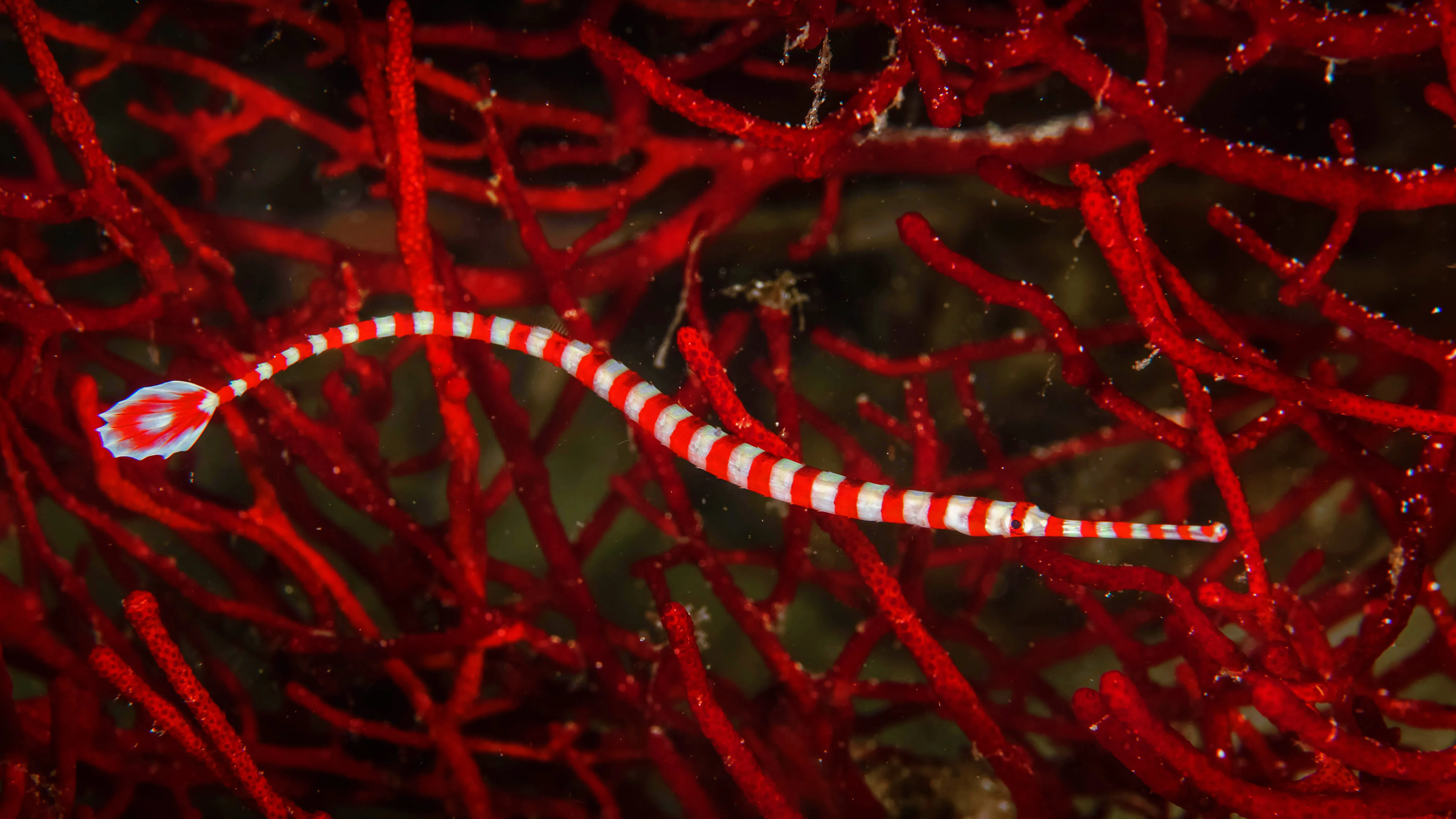OHR.BandedPipefish_ZH-CN8209616080_UHD.png