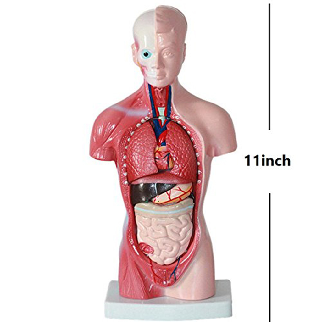 11'' Human Torso Body Organ Anatomy Anatomical Model  School Learn
