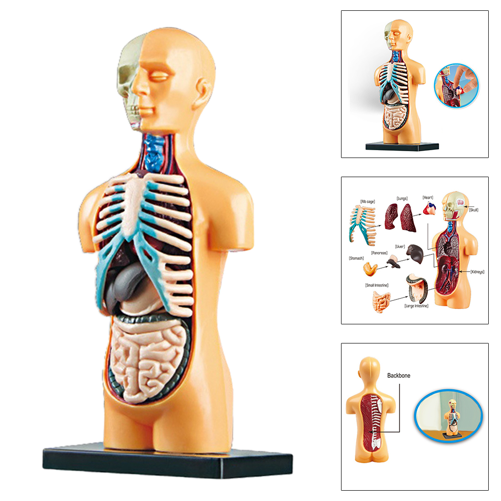 Science Human Body Torso Model Realistic Toys Laboratory Kits Grades 3+