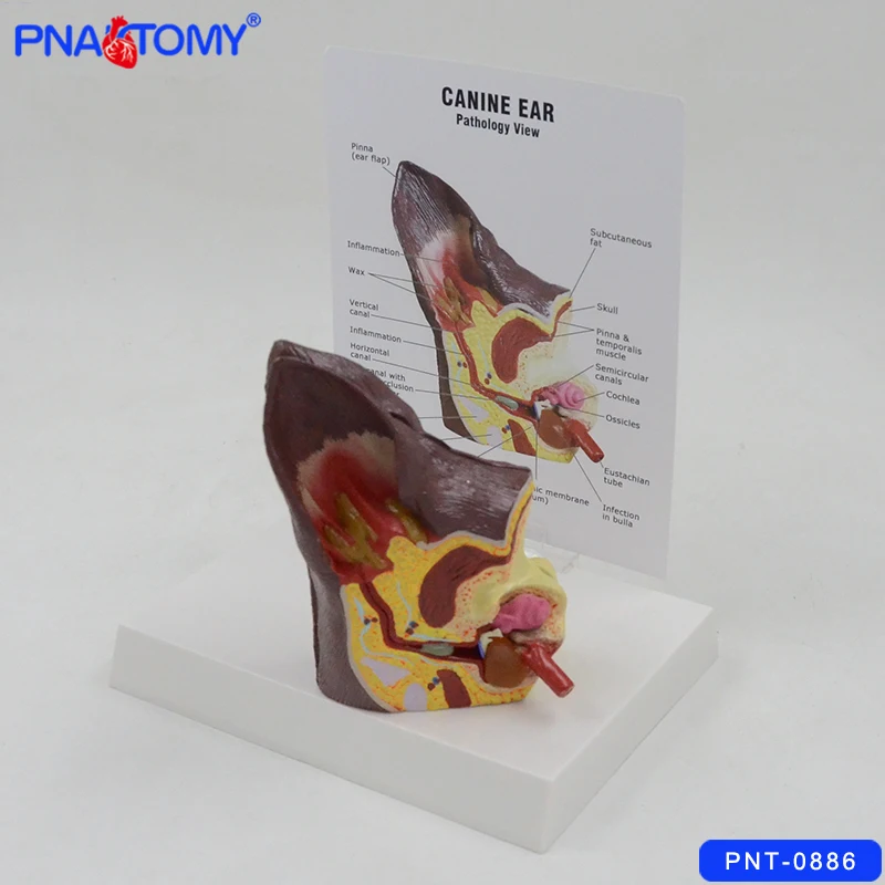 modelo de anatomia de orelha de cão modelo de orelha canina com cartão base animal modelo anatômico presente médico tamanho de vida hospital usado ensino
