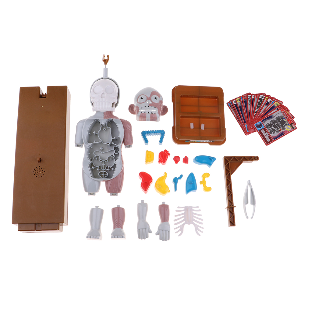 Kids Human Body Model Toy With Removable Organs, Family Fun Games for Halloween Party