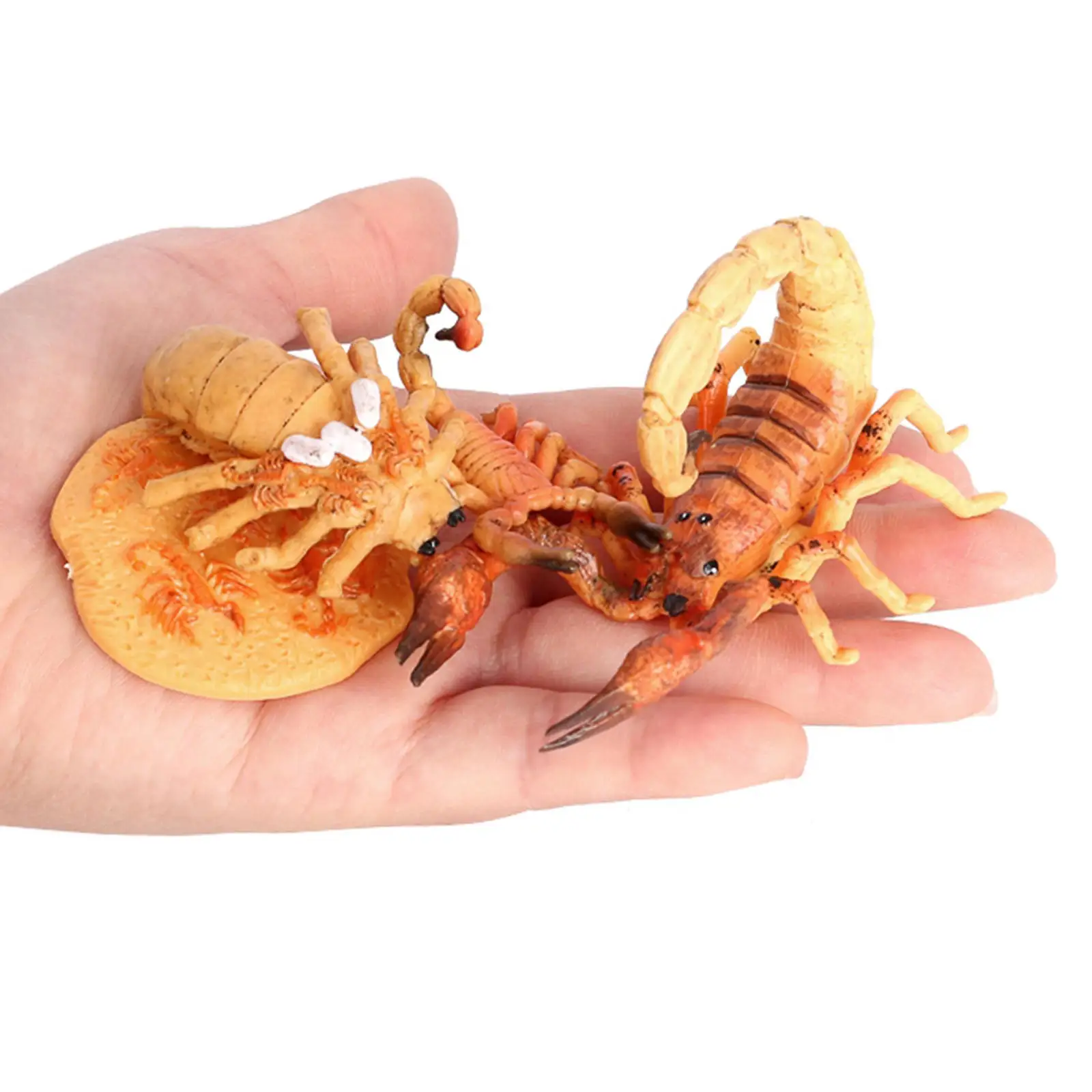 Kids Scorpion Life Cycle Model Action Toy Figures Educational Preschool Toys
