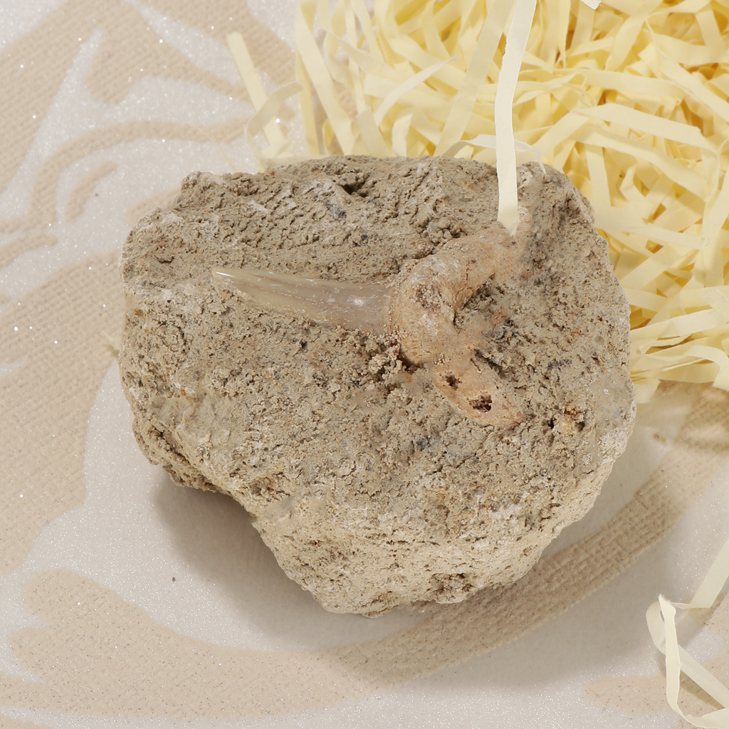 Rock Mineral Collection GN106-B Shark Tooth Specimen Educational Science Toy