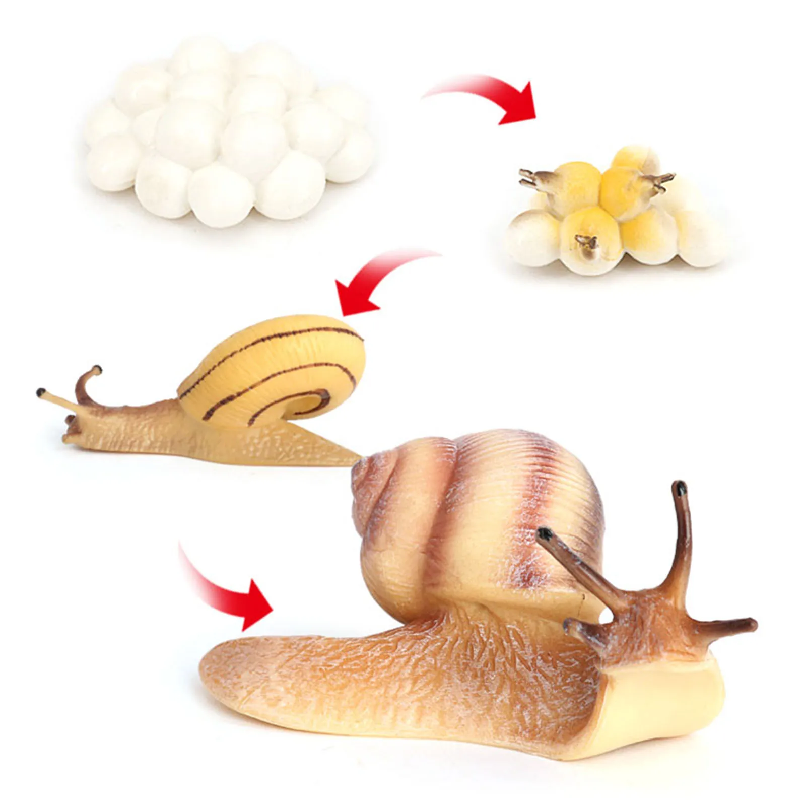 Four Stage Snail Growth Cycle Model Toys Life Cycle Display Toys, from Egg to Adult