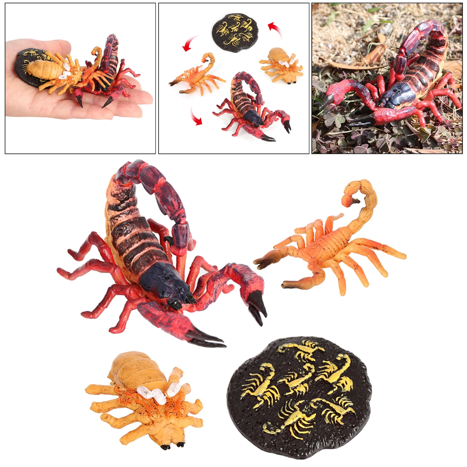4 Stages Life Cycle of Red Scorpion Nature Insects Life Cycles Growth Model Game Prop Insect Animal Natural Toy