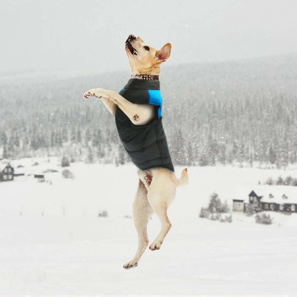 Un perro en el aire, que parece saltar o brincar. El perro lleva una chaqueta negra y azul, lo que sugiere que podría estar en un ambiente frío o que la foto fue tomada durante el invierno.